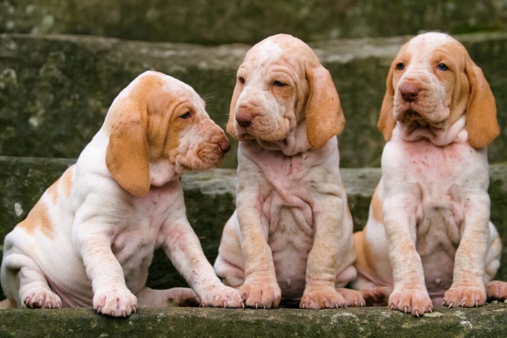 Bracco Italiano