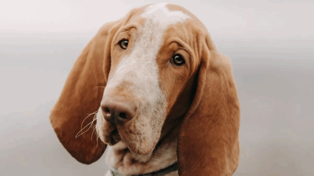 Bracco Italiano