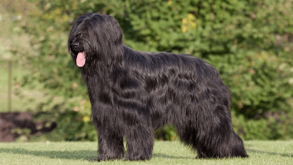 Briard