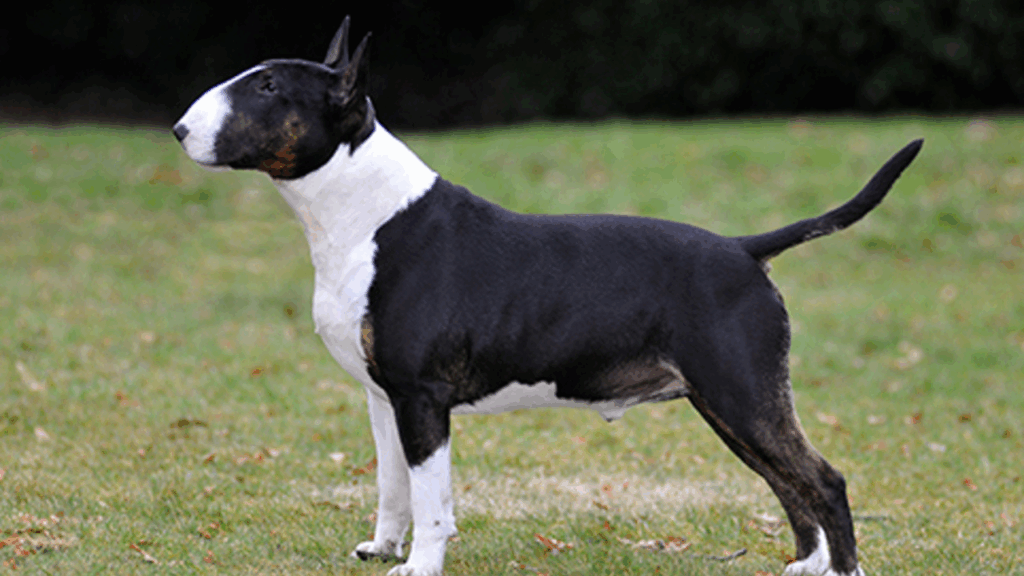 Bull Terrier