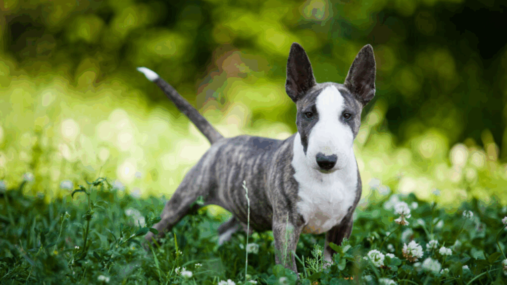 Bull Terrier (Miniature)