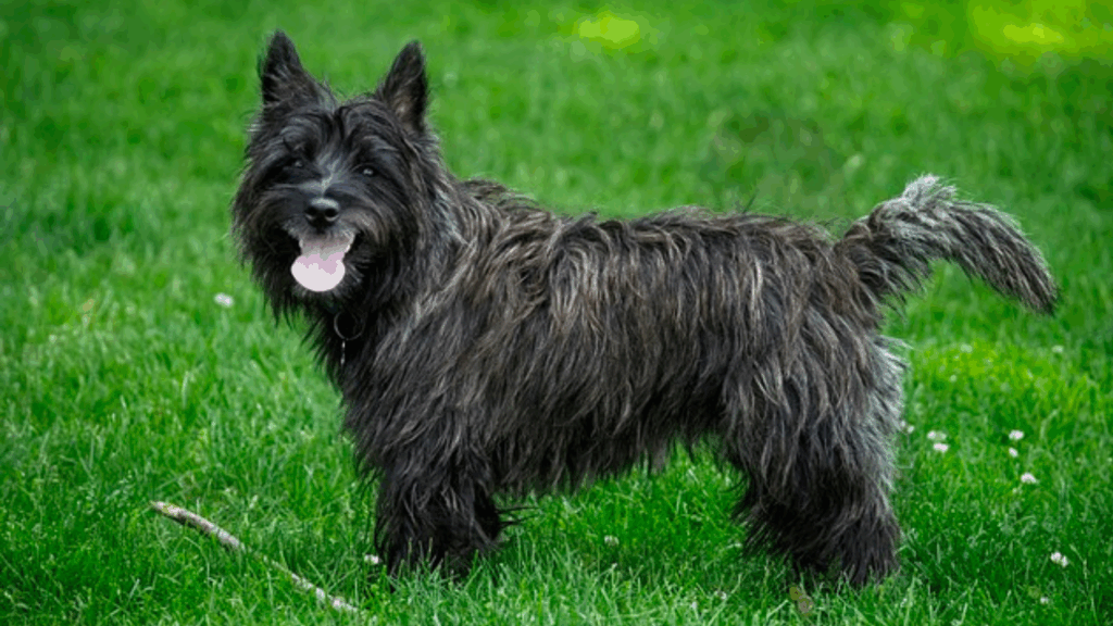 Cairn Terrier