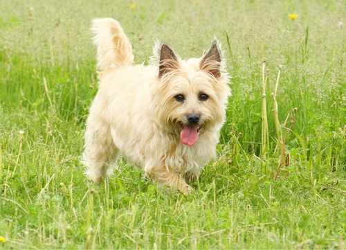 Cairn Terrier