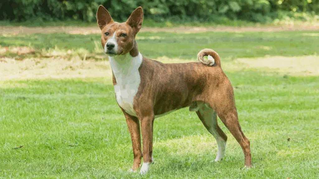 Canaan Dog