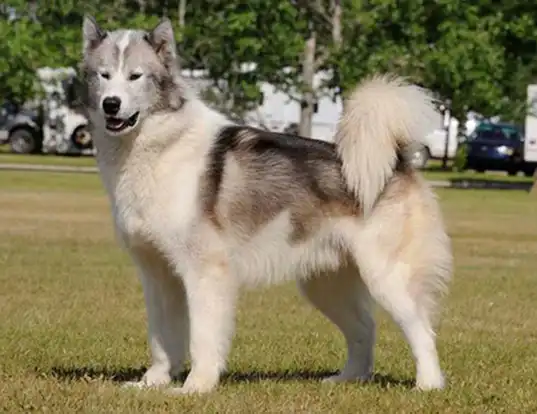 Canadian Eskimo Dog