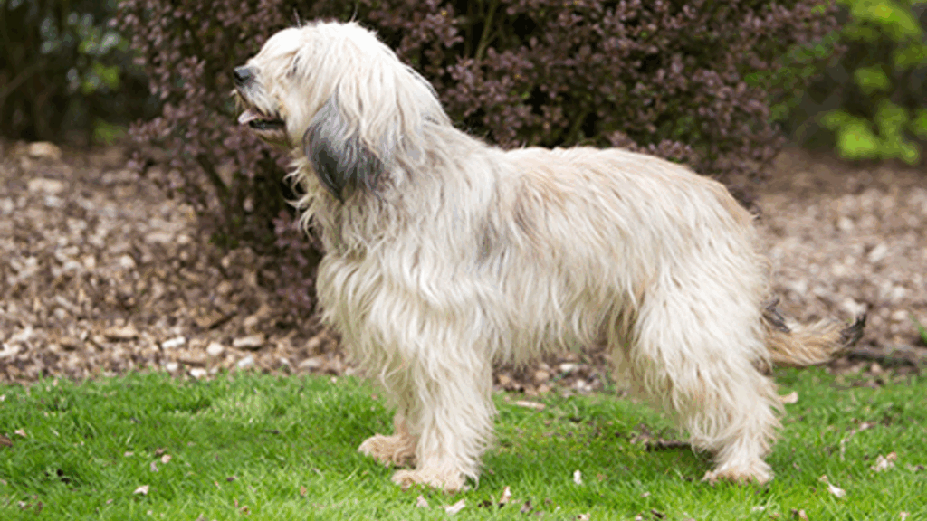 Catalan Sheepdog-4