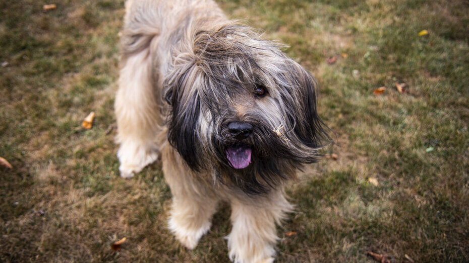 Catalan Sheepdog