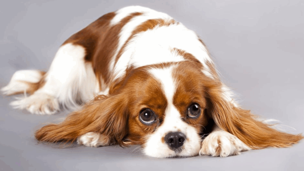 Cavalier King Charles Spaniel-5