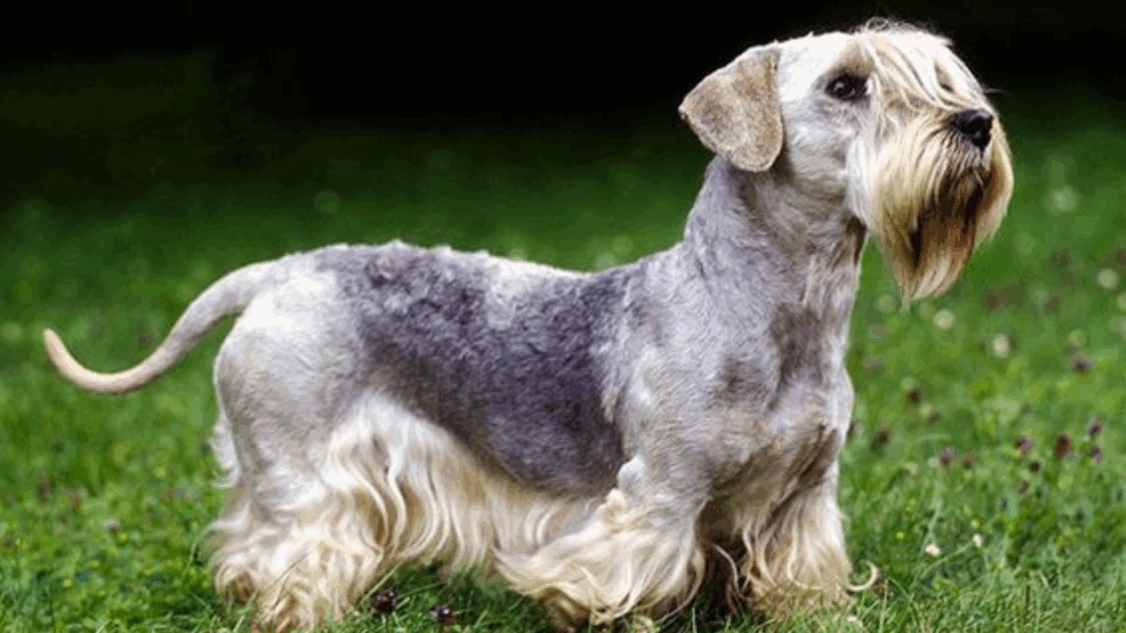 Cesky Terrier-6