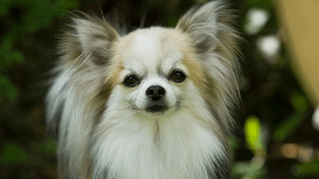 Chihuahua (Long Coat)-7