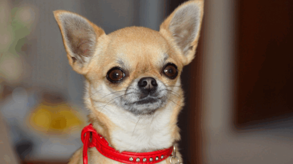 Chihuahua (Smooth Coat)-8