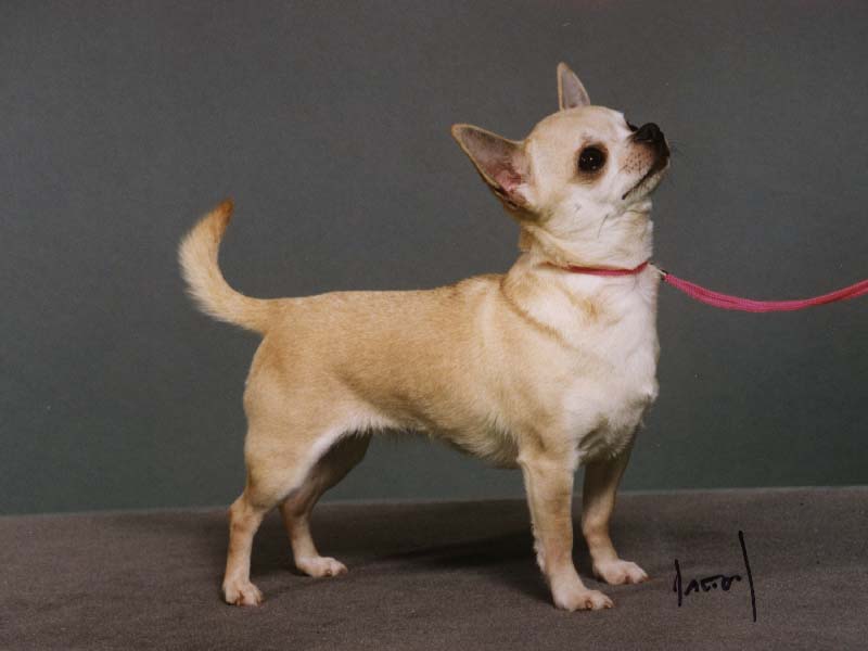 Chihuahua (Smooth Coat)