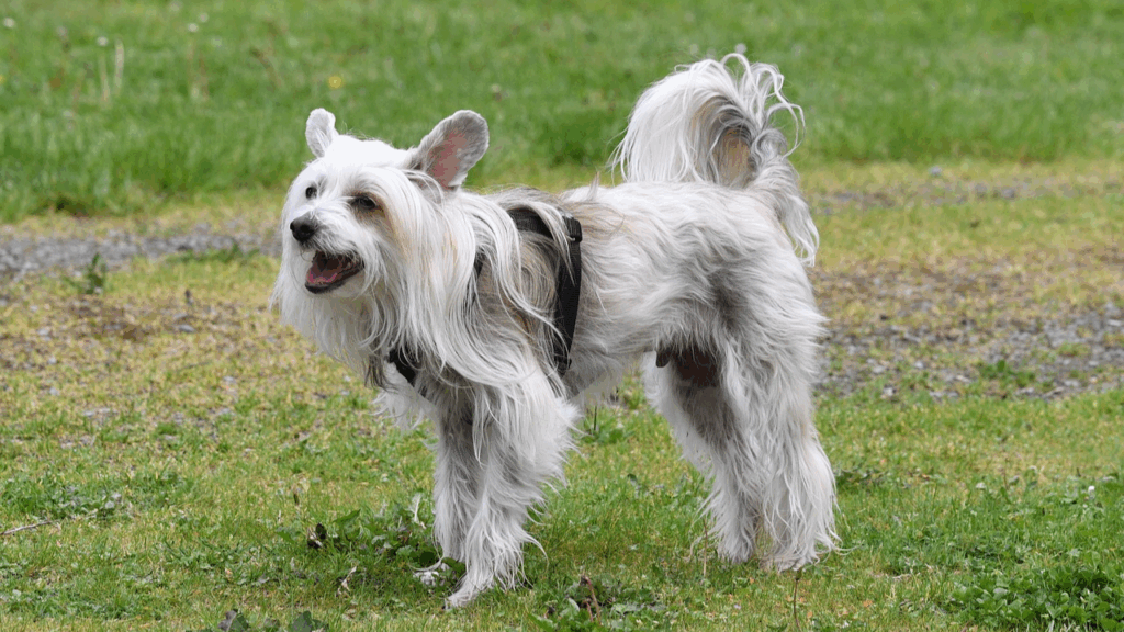 Chinese Crested-9