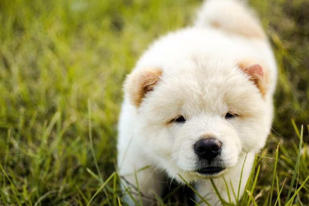 Chow Chow