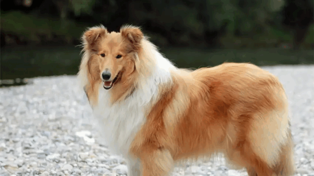 Collie (Rough)-12