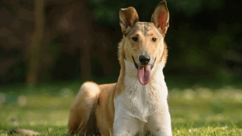 Collie (Smooth)-13