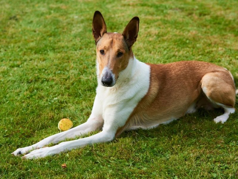 Collie (Smooth)