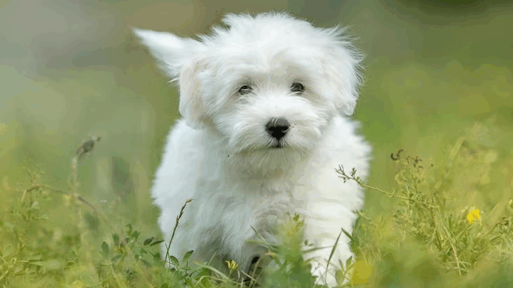 Coton De Tulear-14