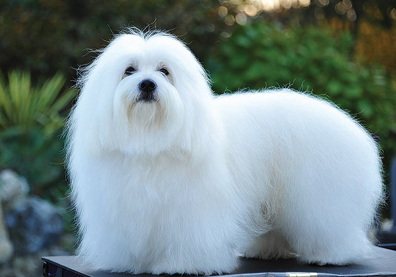 Coton De Tulear