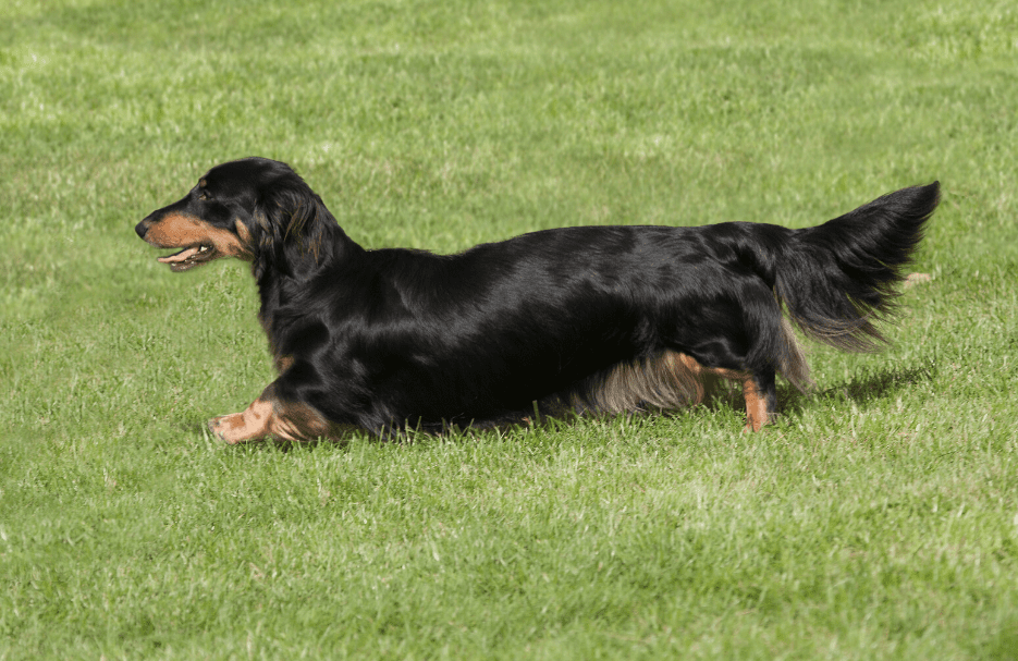 Dachshund (Long Haired)