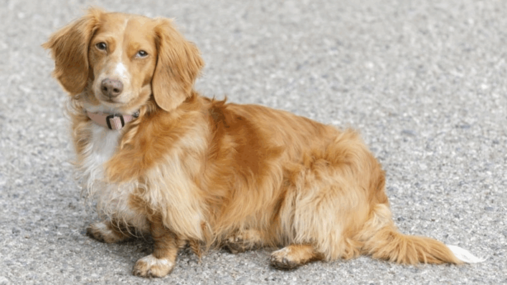 Dachshund (Miniature Long Haired)-2