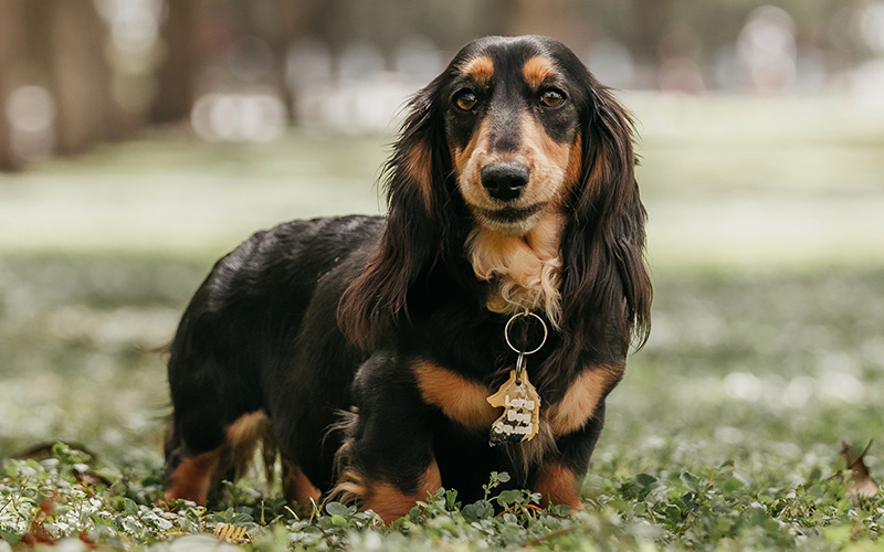 Dachshund (Miniature Long Haired)