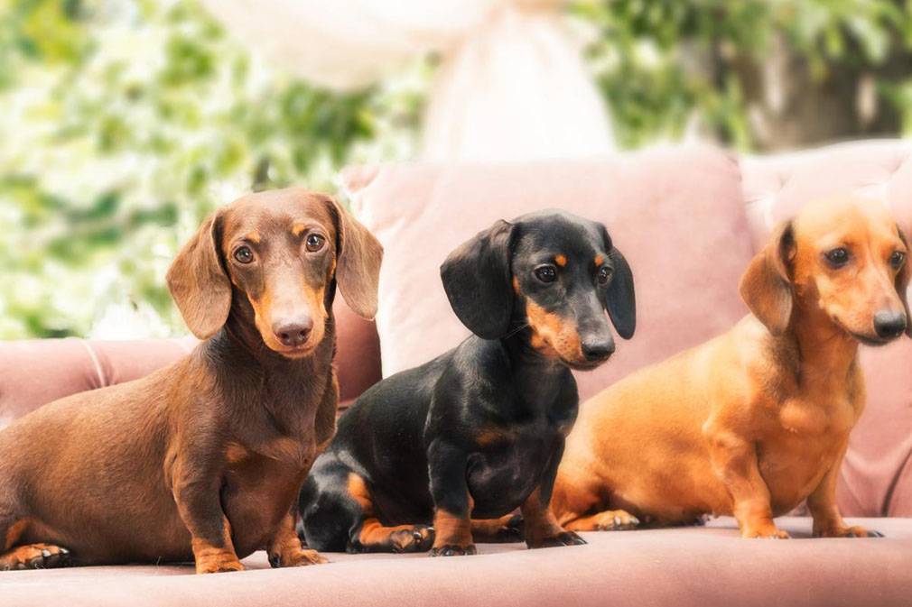 Dachshund (Miniature Smooth Haired)