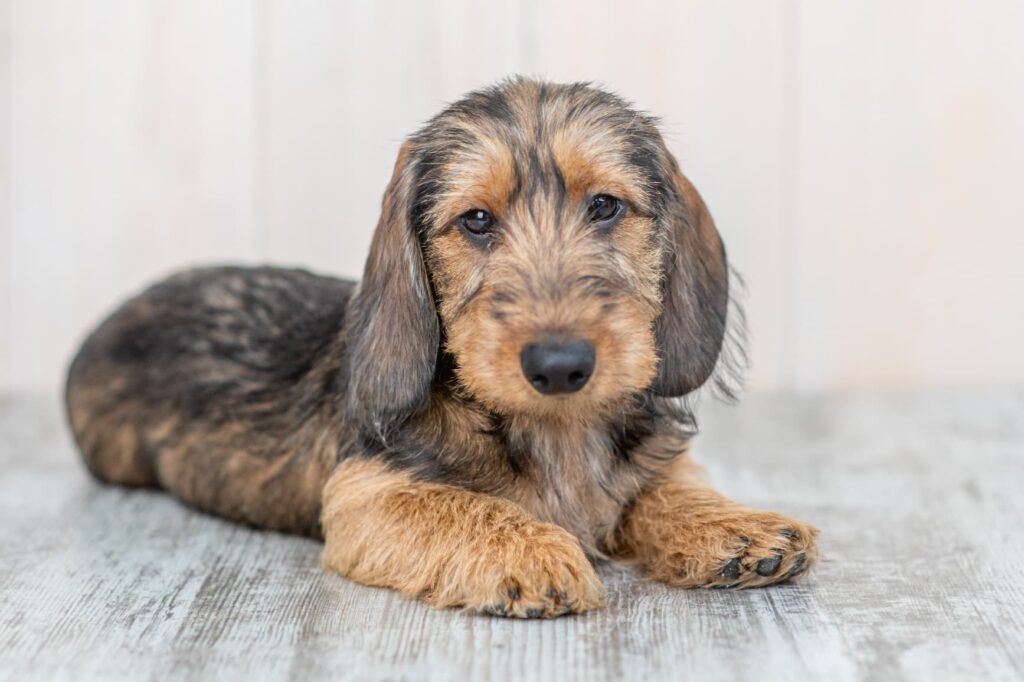 Dachshund (Miniature Wire Haired)