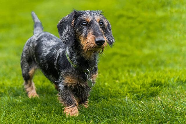 Dachshund (Wire Haired)
