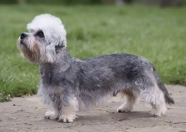 Dandie Dinmont Terrier