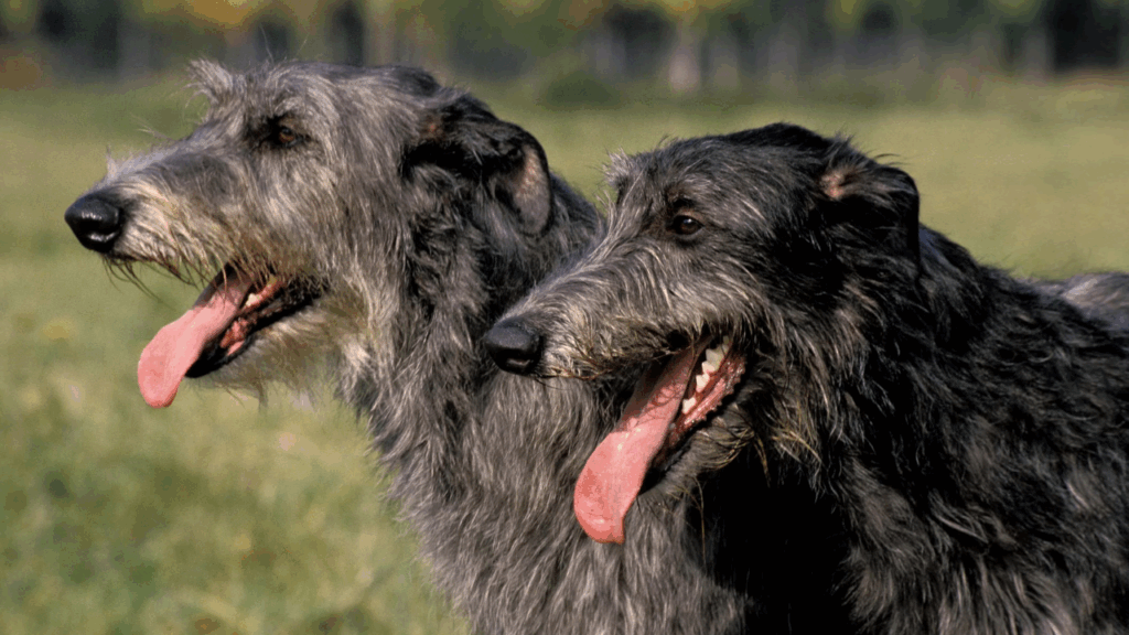 Deerhound-9