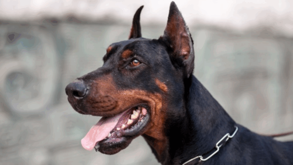 Dobermann-10