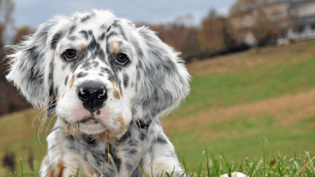 English Setter-1