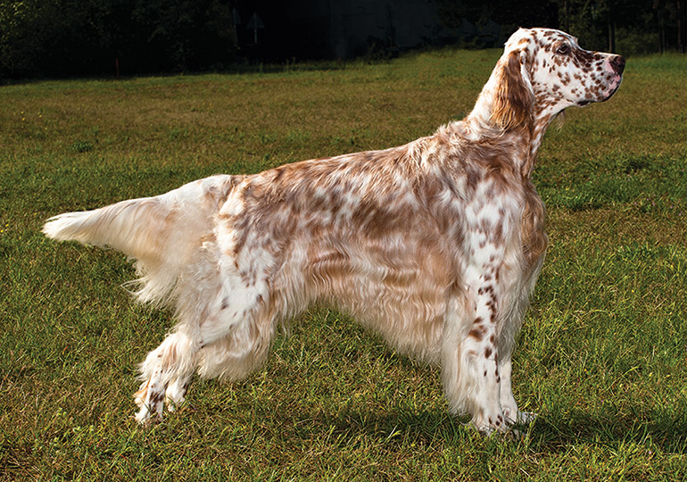 English Setter