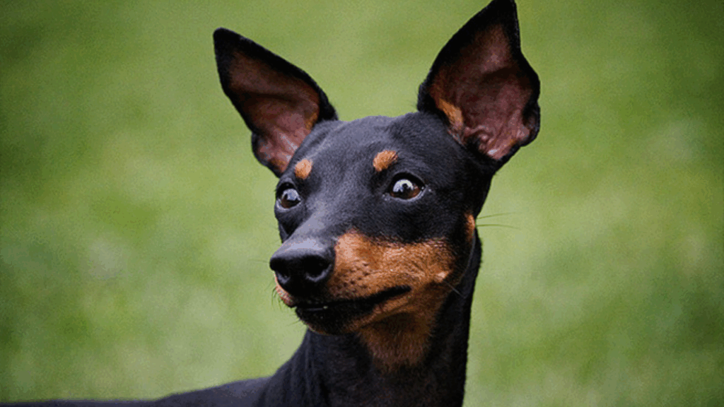 English Toy Terrier (Black & Tan)-2