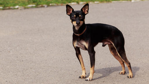 English Toy Terrier (Black & Tan)