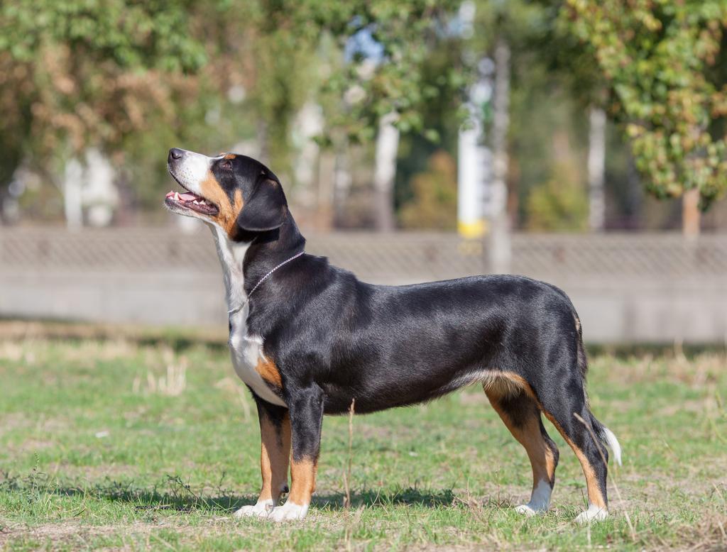 Entlebucher Mountain Dog (Imp)