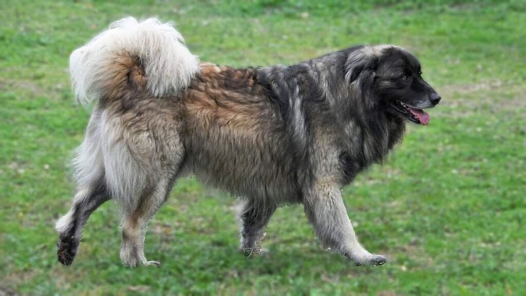 estrela mountain dog