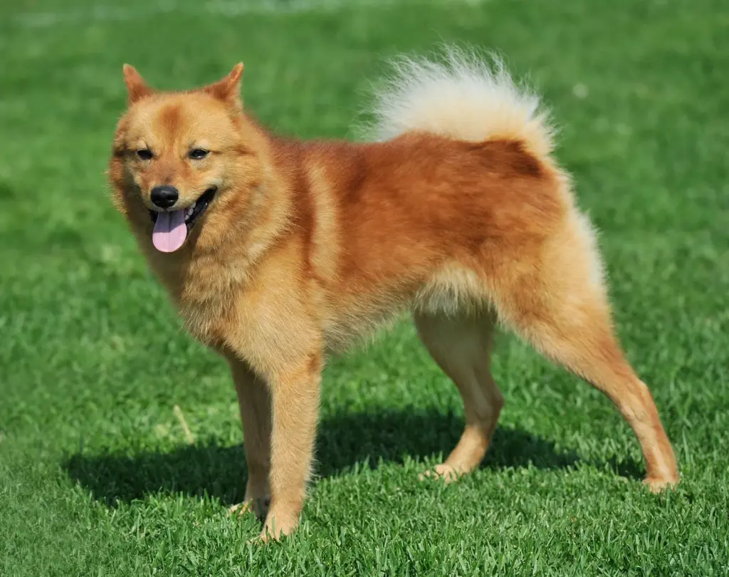 Finnish Spitz