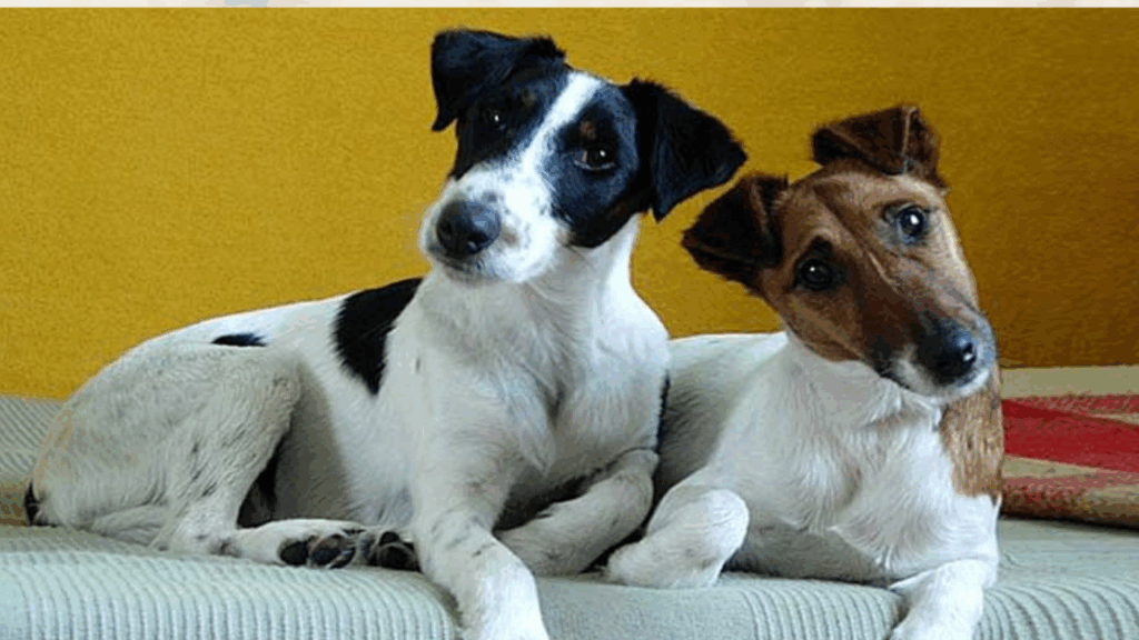 Fox Terrier (Smooth)-3