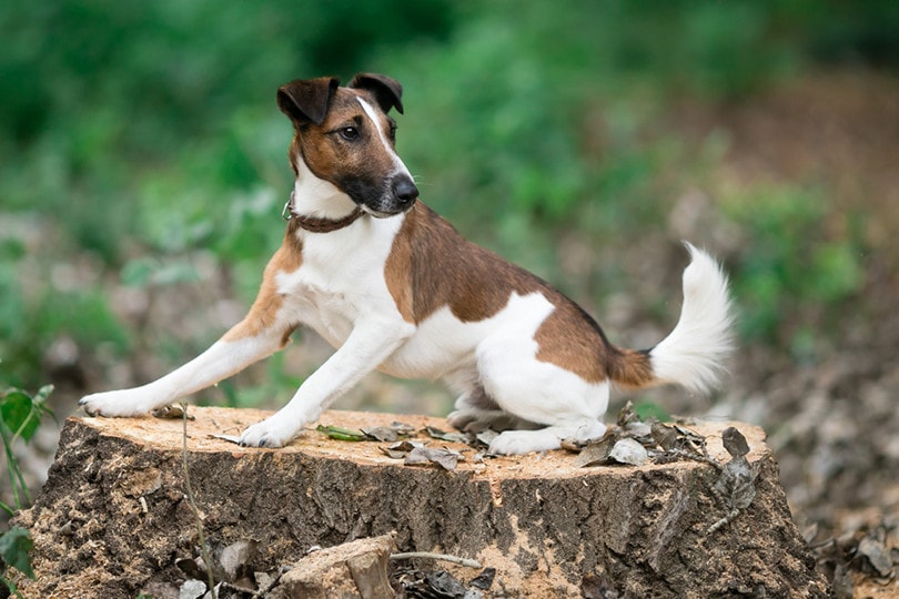 Fox Terrier (Smooth)