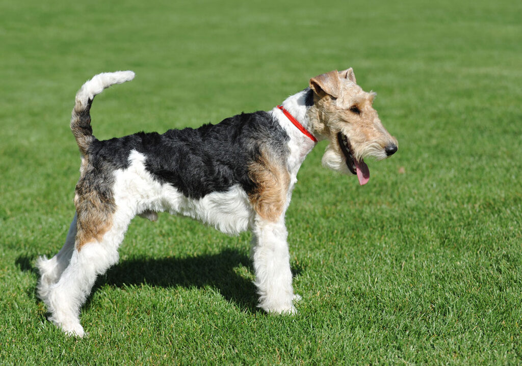 Fox Terrier (Wire)