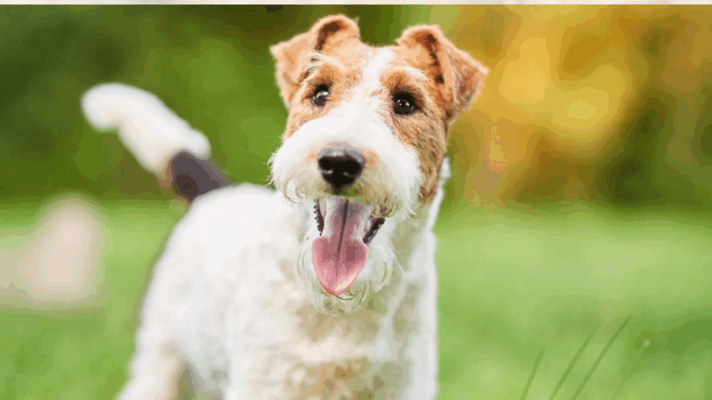 Fox Terrier (Wire)-4