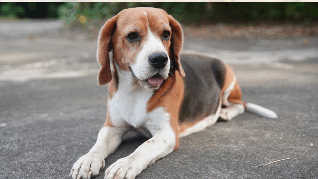 Foxhound-5