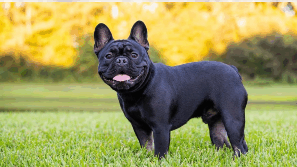 French Bulldog-6