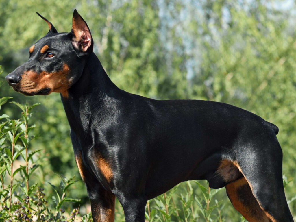 German Pinscher