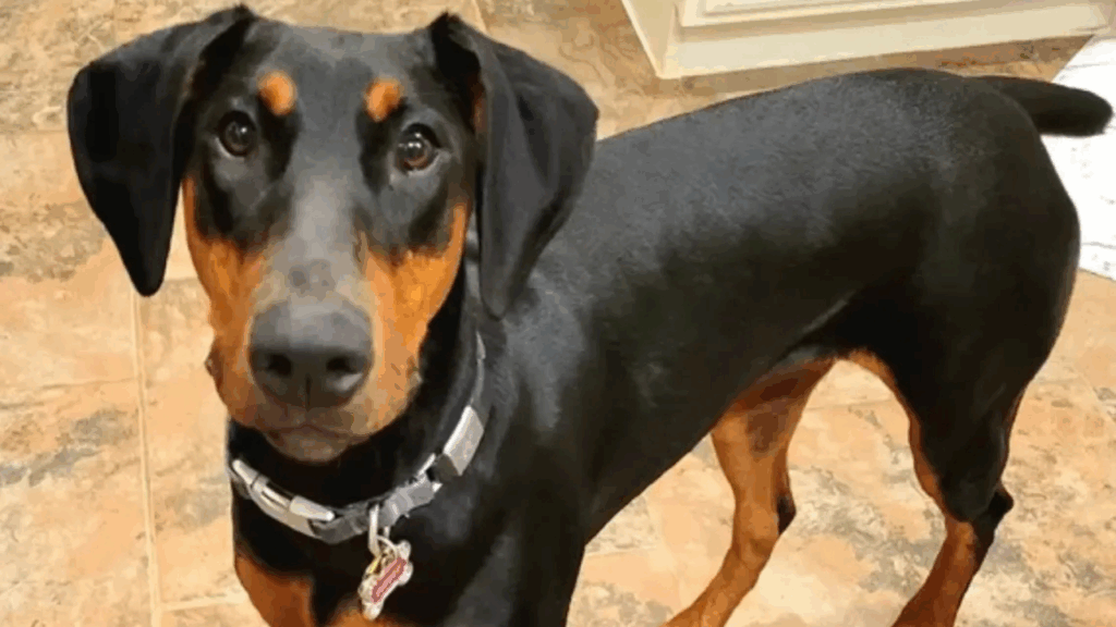 German Pinscher-2