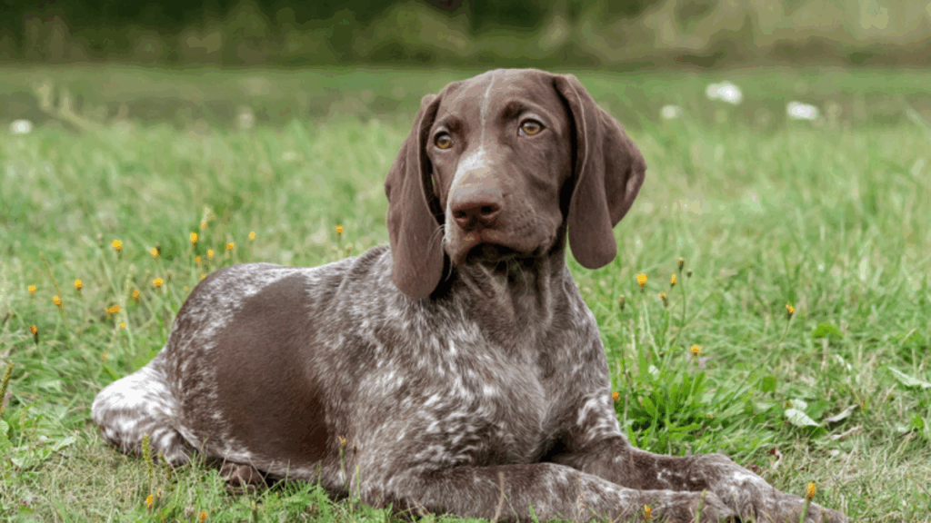 German Shorthaired Pointer-4