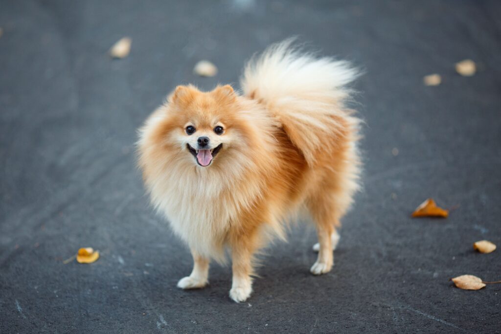 German Spitz (Klein)