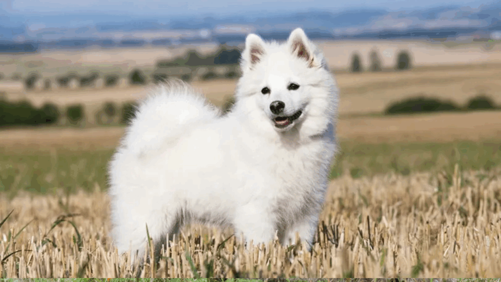 German Spitz (Klein)-5